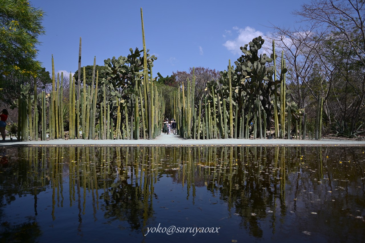 オアハカのJardín Etnobotánico de Oaxaca